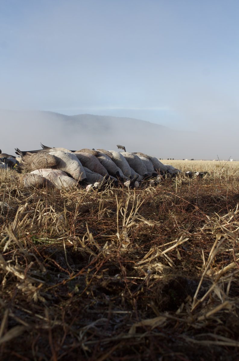 Mallard drake from a Klamath Basin fall hunt