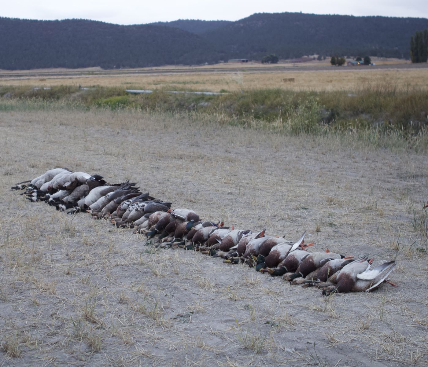 OrCal Outfitters Klamath Basin waterfowl hunt 13