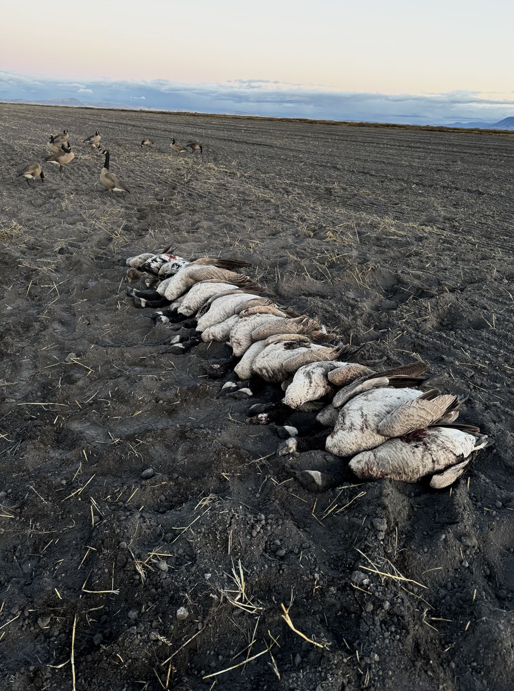OrCal Outfitters Klamath Basin waterfowl hunt 14