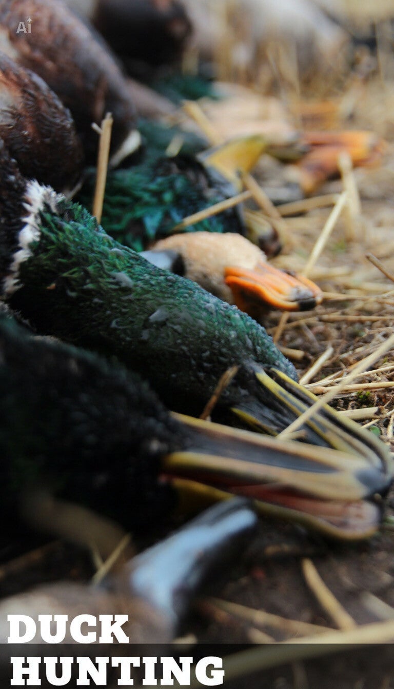 OrCal Outfitters Klamath Basin waterfowl hunt 6