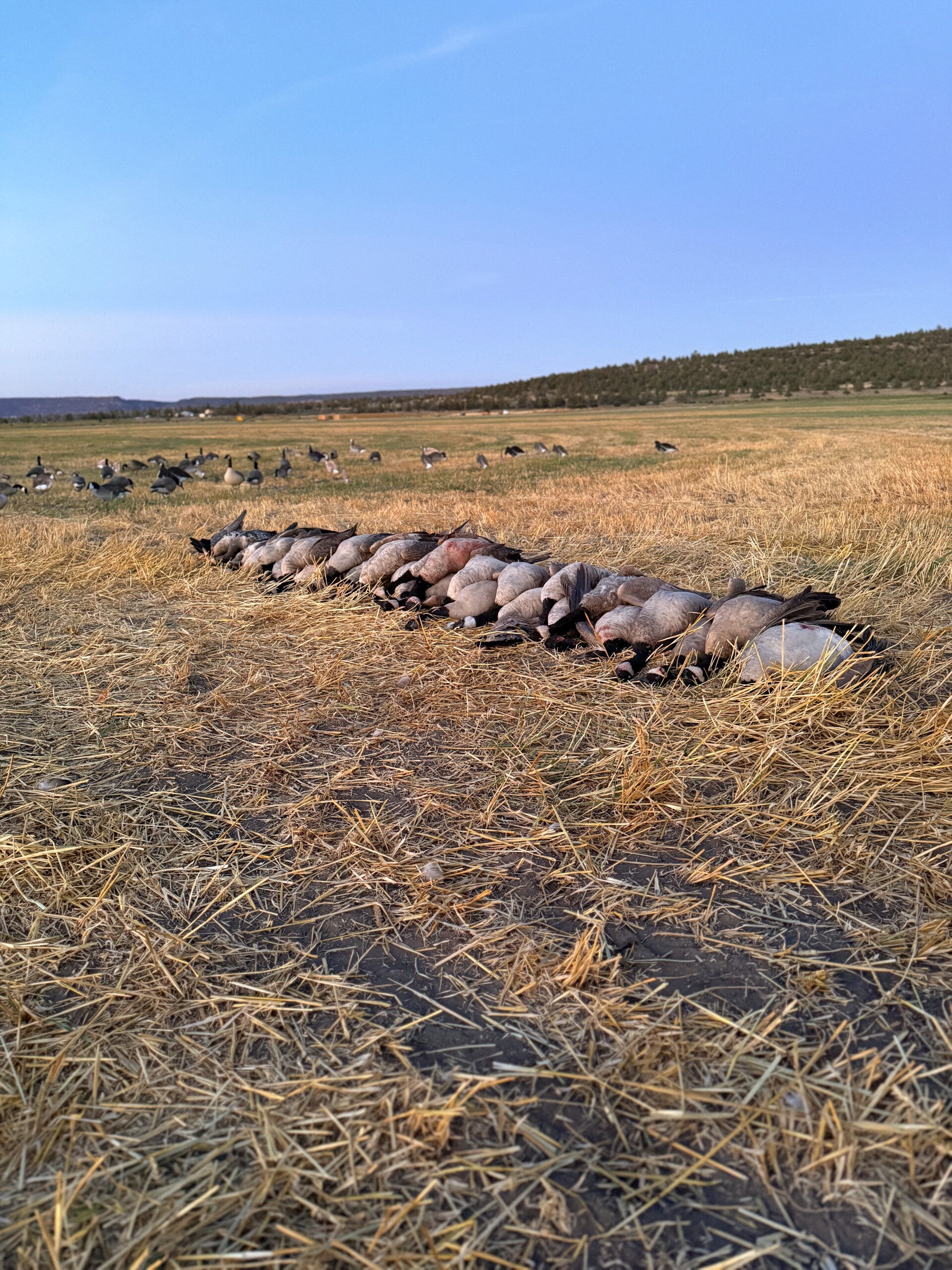 OrCal Outfitters Klamath Basin waterfowl hunt 8