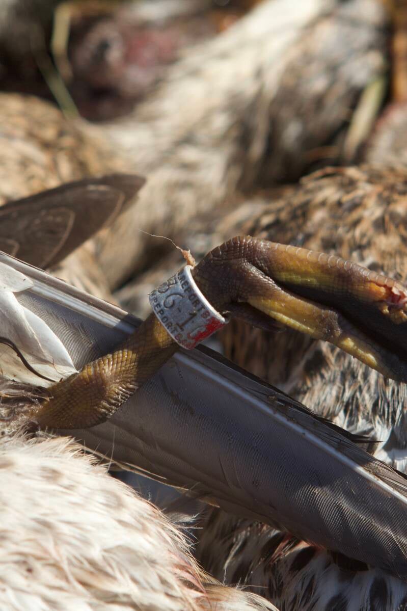 OrCal Outfitters Klamath Basin waterfowl hunt 2