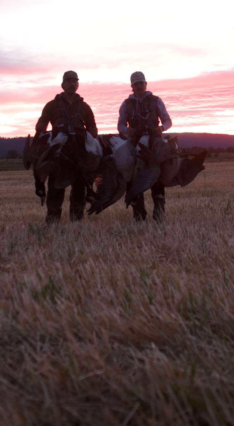 Two hunters carrying Canada geese across a Klamath Basin grain field at sunrise