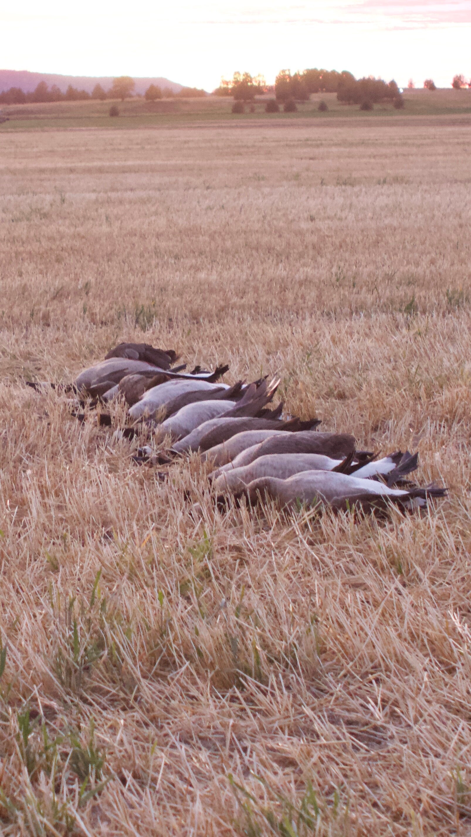 OrCal Outfitters Klamath Basin waterfowl hunt 5