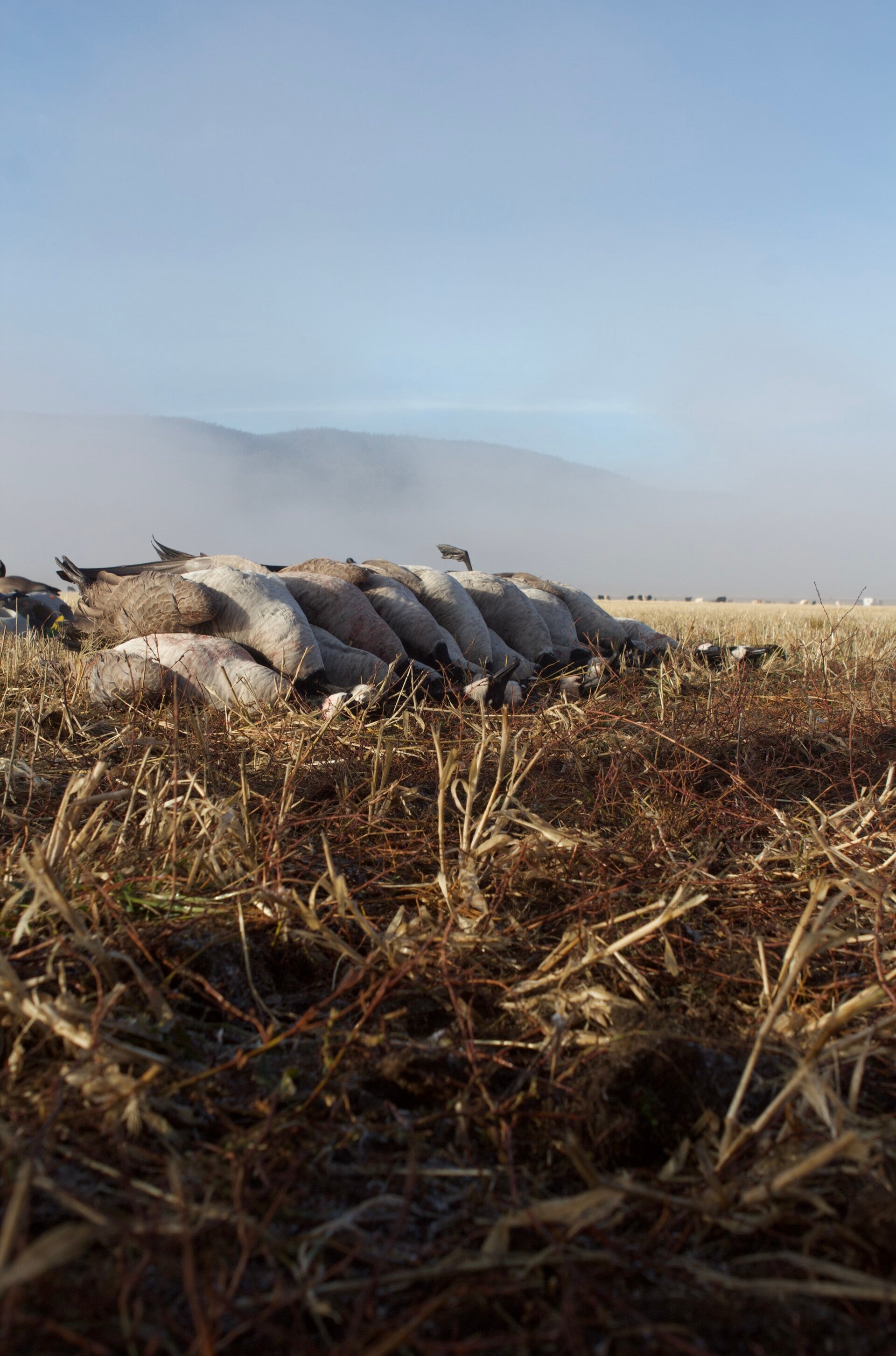 OrCal Outfitters Klamath Basin waterfowl hunt 3