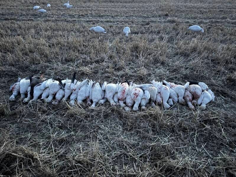 OrCal Outfitters Klamath Basin waterfowl hunt 9