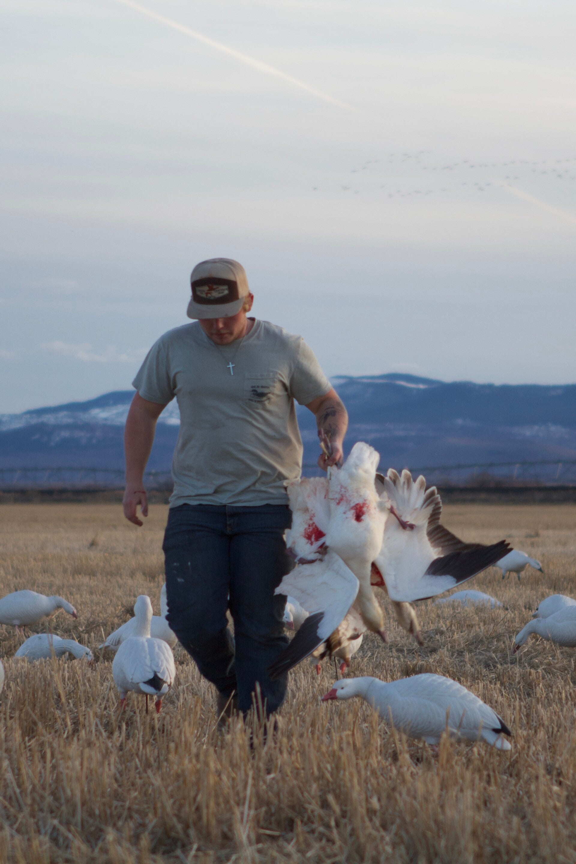 Spring Goose in the Klamath Basin