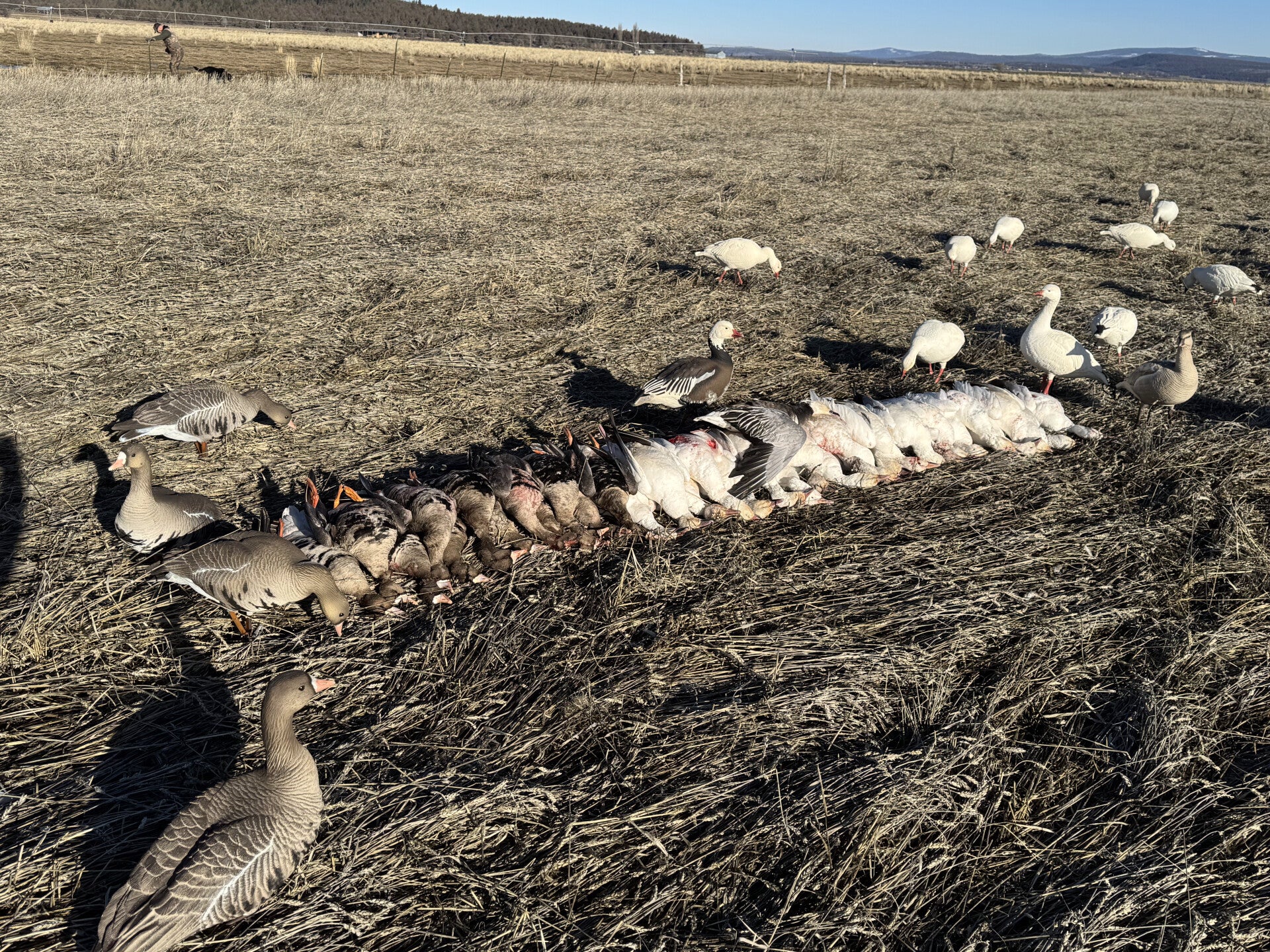 Spring Goose photo